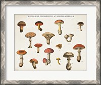 Framed Mushroom Chart I light