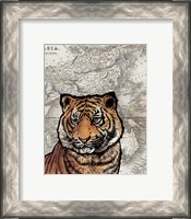Framed Asian Tiger