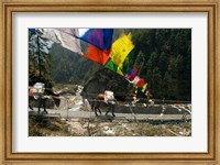 Framed Mule train on trail to Namche Bazaar, Larja Bridge, Khumbu, Nepal