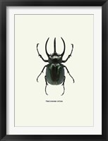 Framed Beetle Black