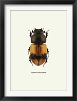 Framed Beetle Orange