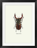 Framed Beetle Red