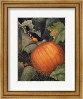 Framed Oriole & Pumpkin