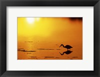 Framed Little Blue Heron at sunset, J.N.Ding Darling National Wildlife Refuge, Florida