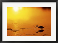Framed Little Blue Heron at sunset, J.N.Ding Darling National Wildlife Refuge, Florida