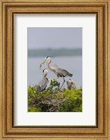 Framed Great Blue Heron and Chicks