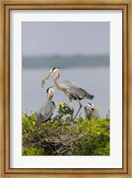 Framed Great Blue Heron and Chicks