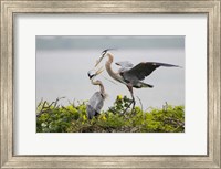 Framed Great Blue Heron (Ardea herodias)