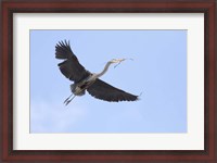 Framed Washington State, Redmond, Great Blue Heron