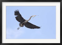 Framed Washington State, Redmond, Great Blue Heron