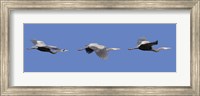 Framed Three Great Blue Herons