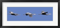 Framed Three Great Blue Herons