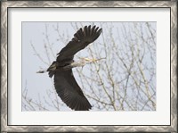 Framed Great Blue Heron, flying back to nest with a stick