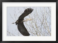 Framed Great Blue Heron, flying back to nest with a stick