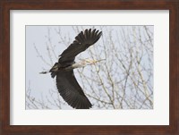 Framed Great Blue Heron, flying back to nest with a stick