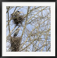 Framed Great Blue Herons, on nest at rookery