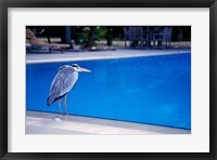 Framed Big Blue Heron, Maldives