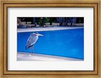 Framed Big Blue Heron, Maldives