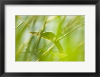 Framed Great Blue Heron, Boundary Bay, British Columbia