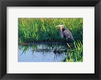 Framed Great Blue Heron in Taylor Slough, Everglades, Florida