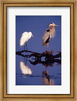 Framed Great Egret and Great Blue Heron on a Log in Morning Light