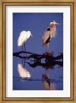 Framed Great Egret and Great Blue Heron on a Log in Morning Light
