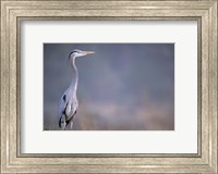 Framed Great Blue Heron