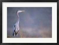 Framed Great Blue Heron