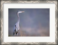 Framed Great Blue Heron