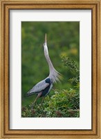 Framed Great Blue Heron Displaying the Sky Point Courtship Ritual