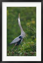 Framed Great Blue Heron Displaying the Sky Point Courtship Ritual