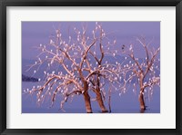 Framed California, Cattle Egret, Great Blue Heron, bird roost
