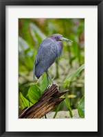Framed Little Blue Heron, Corkscrew Swamp Sanctuary, Florida