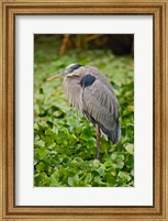 Framed Great Blue Heron bird Corkscrew Swamp  Florida