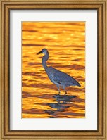 Framed Great Blue Heron in Golden Water at Sunset