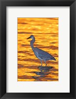 Framed Great Blue Heron in Golden Water at Sunset