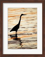 Framed Silhouette of Great Blue Heron in Water at Sunset