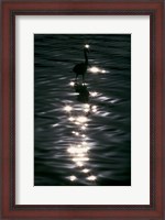 Framed Great Blue Heron Wades in Water, Placido, Florida