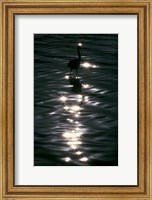 Framed Great Blue Heron Wades in Water, Placido, Florida