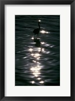 Framed Great Blue Heron Wades in Water, Placido, Florida