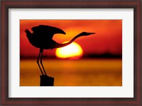 Framed Silhouette of Great Blue Heron Stretching Neck at Sunset