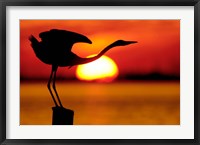 Framed Silhouette of Great Blue Heron Stretching Neck at Sunset