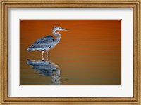 Framed Great Blue Heron in Water at Sunset
