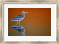 Framed Great Blue Heron in Water at Sunset