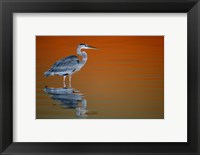 Framed Great Blue Heron in Water at Sunset