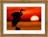 Framed Silhouette of Great Blue Heron Stretching Wings at Sunset