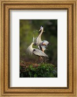 Framed Great Blue Herons in Courtship Display