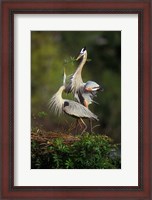 Framed Great Blue Herons in Courtship Display