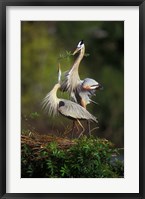 Framed Great Blue Herons in Courtship Display