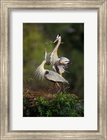 Framed Great Blue Herons in Courtship Display